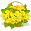 Очаровательная корзина из жёлтых ромашковых хризантем  