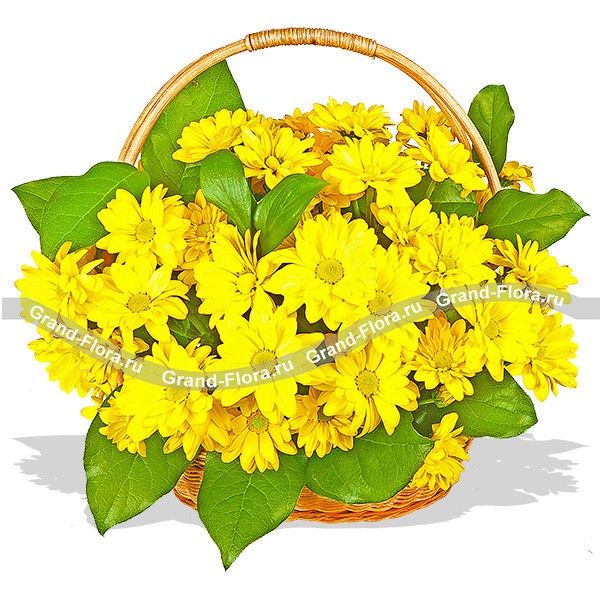 Лучезарная Аннэт - корзинка из кустовых хризантем